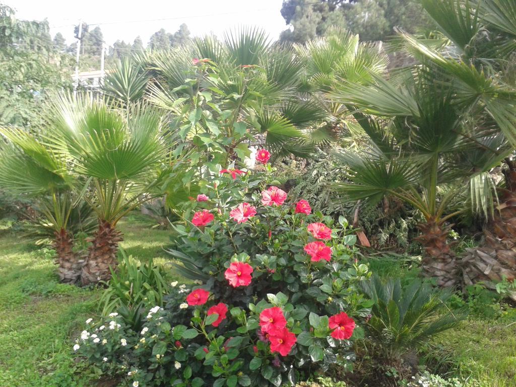 Finca Las Palmeras Icod De Los Vinos Zewnętrze zdjęcie