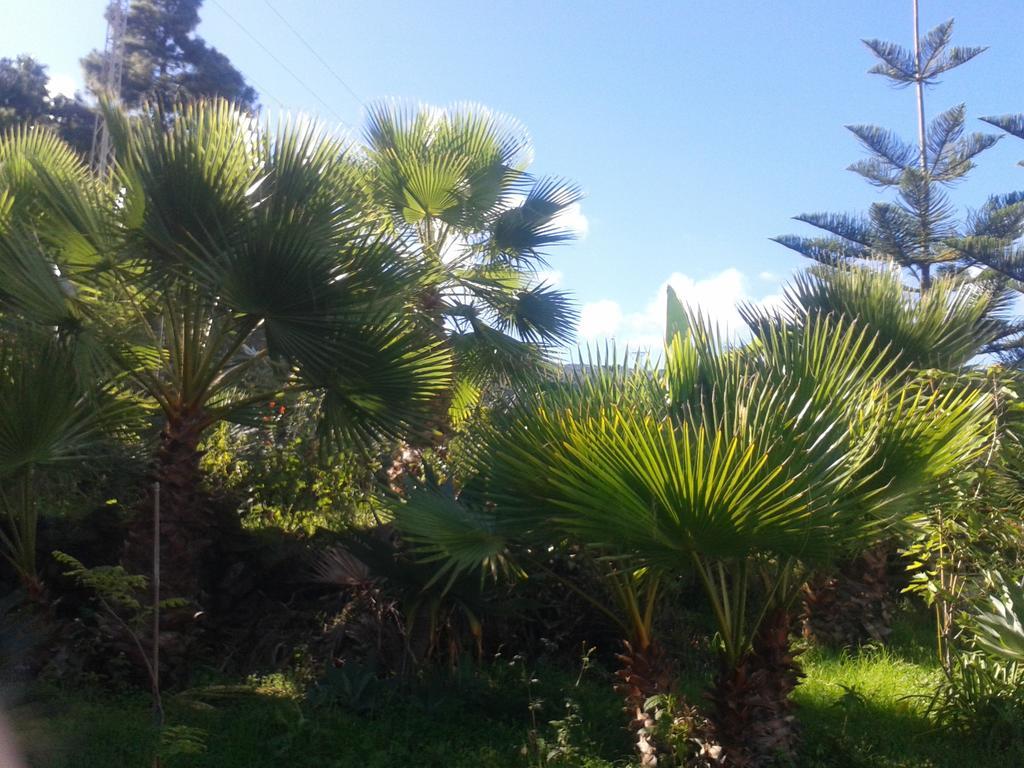 Finca Las Palmeras Icod De Los Vinos Zewnętrze zdjęcie