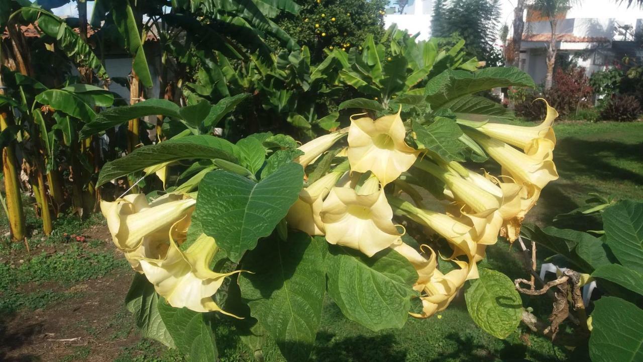 Finca Las Palmeras Icod De Los Vinos Zewnętrze zdjęcie