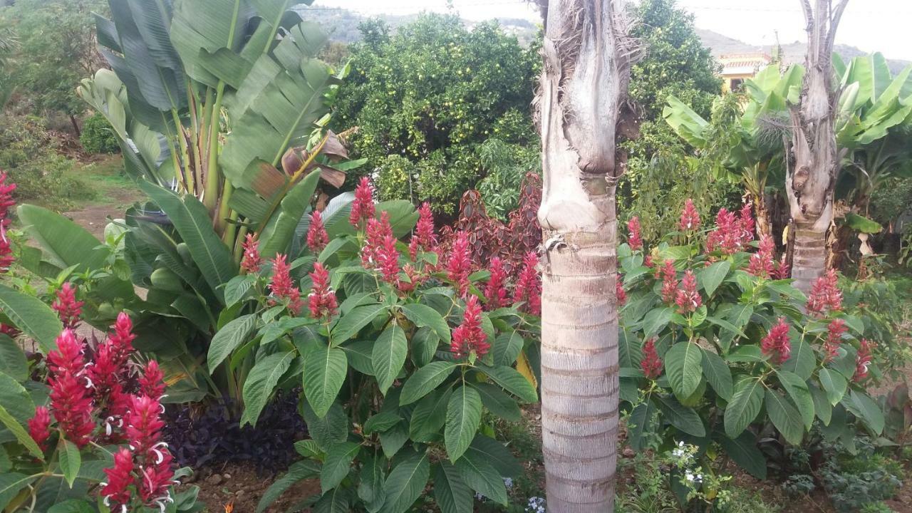 Finca Las Palmeras Icod De Los Vinos Zewnętrze zdjęcie
