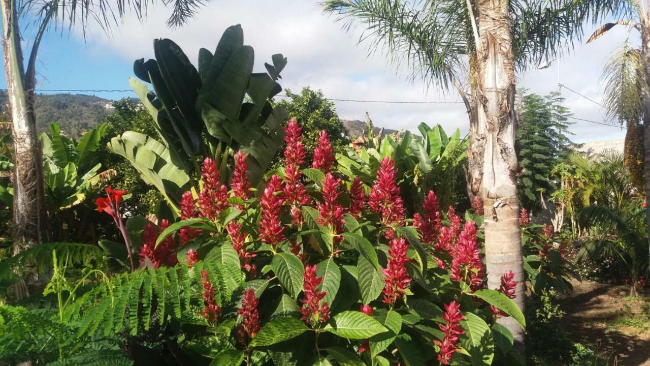 Finca Las Palmeras Icod De Los Vinos Zewnętrze zdjęcie